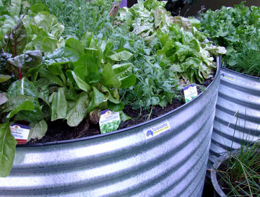 What to Grow in your Winter Garden Beds