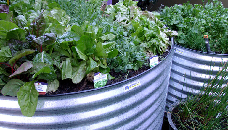 What to Grow in your Winter Garden Beds