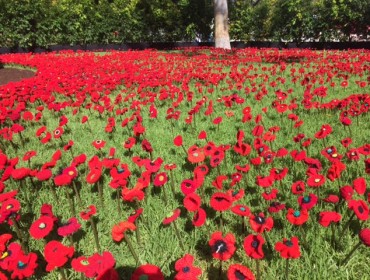 5,000 Poppies – Award Winning Garden Bed