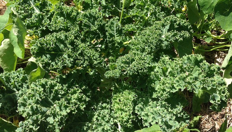 Growing Brassicas