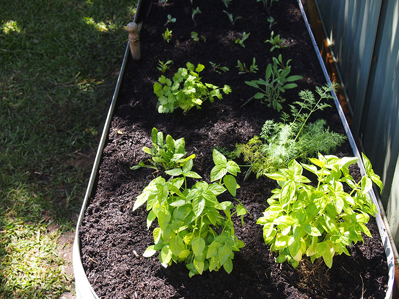 P3064257 Kingspan Tankworks Garden Beds